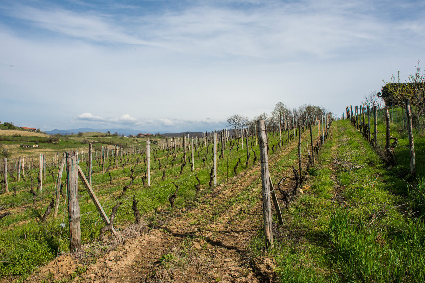 cinzia-b-territorio (1)