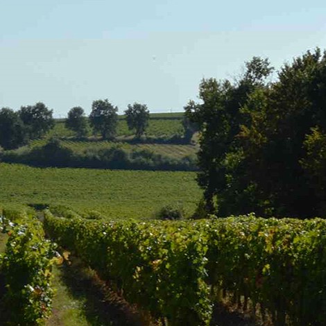 clos-puy-arnaud-vignes