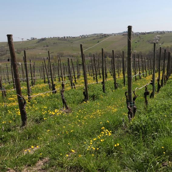 11056595_380910292101966_7001688201564458899_n