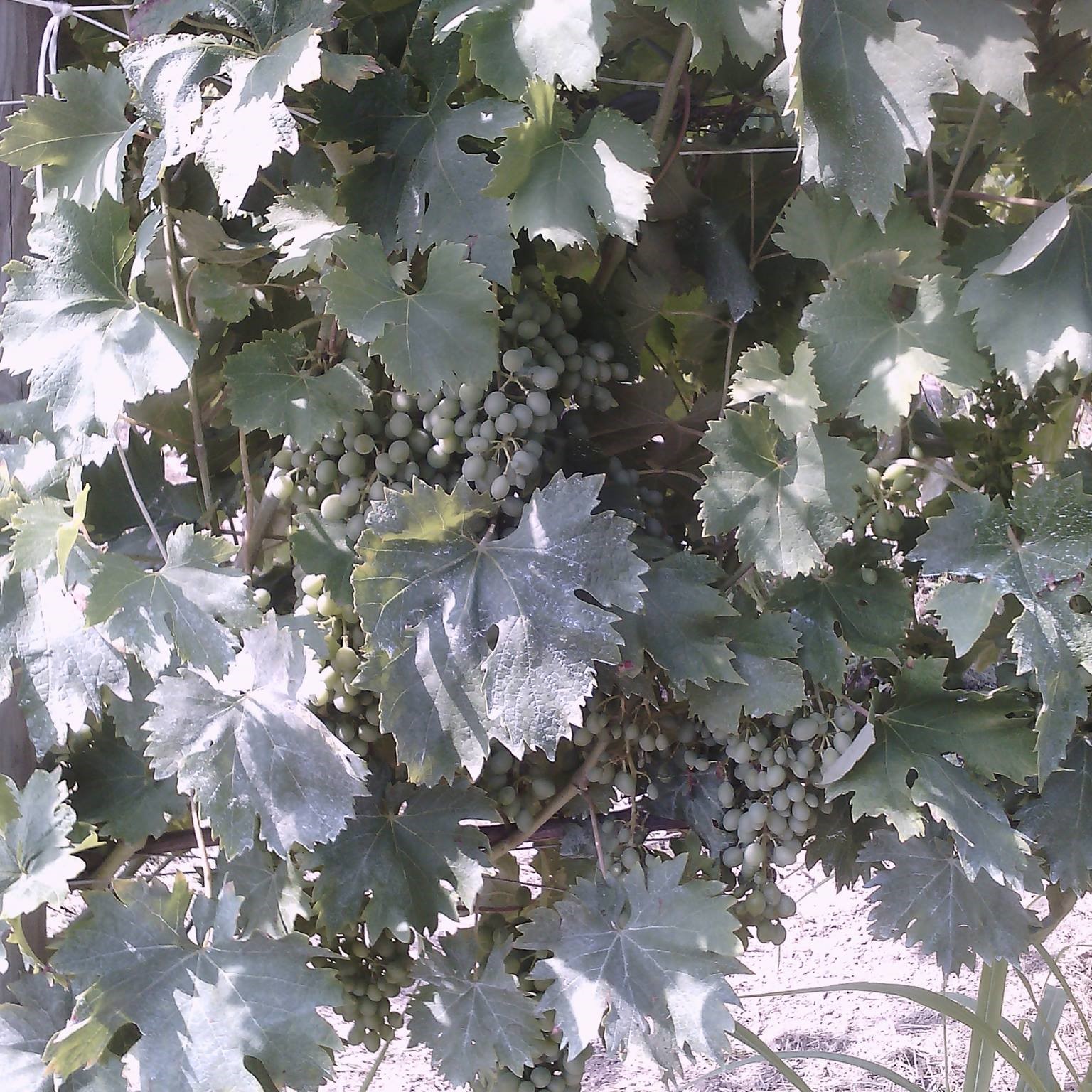 13613362_505978836261777_6668163072317626666_o