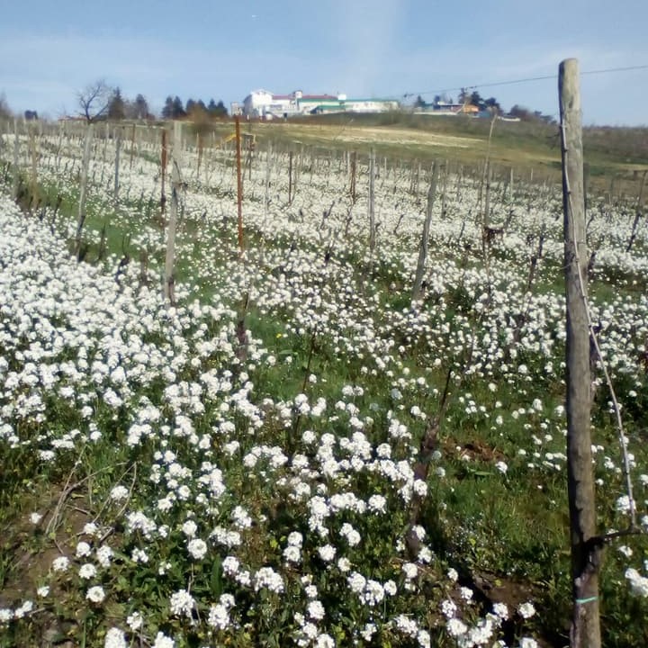 30127149_772462459613412_6336454059902285107_n