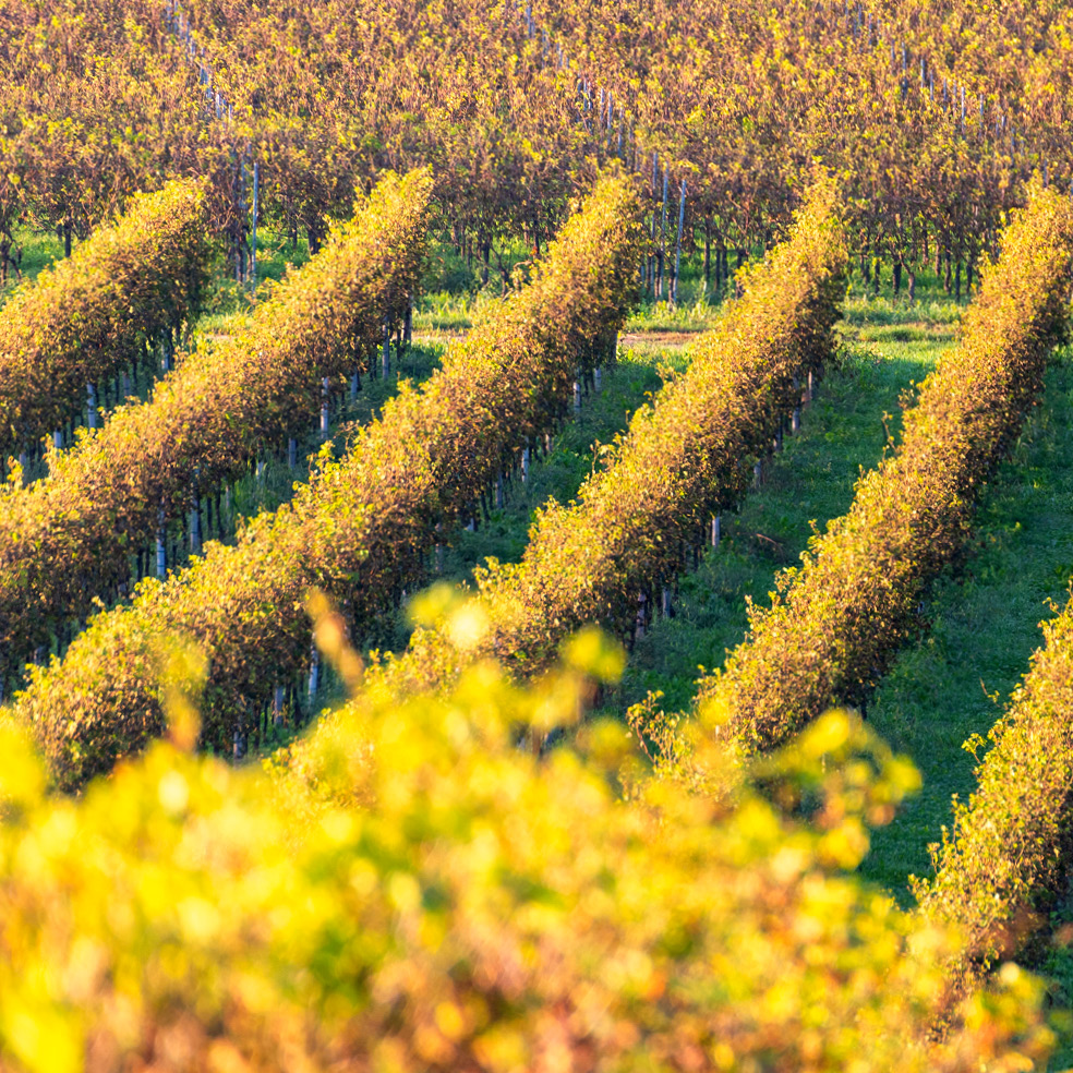 312964248_6052889511389800_5451854492820148938_n