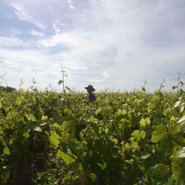 13267965_1046760555372123_7512161598673911510_n