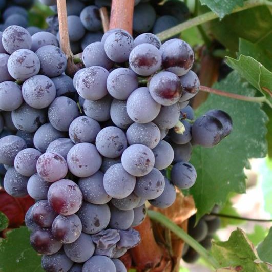 1479438_736827546335558_1913964780_n