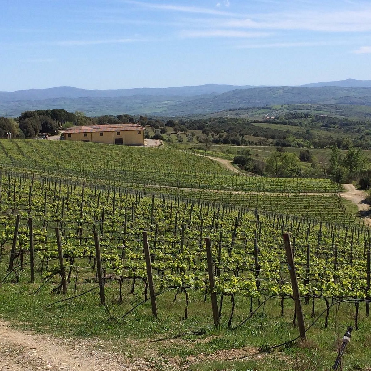 vigna-altopoggio-dal