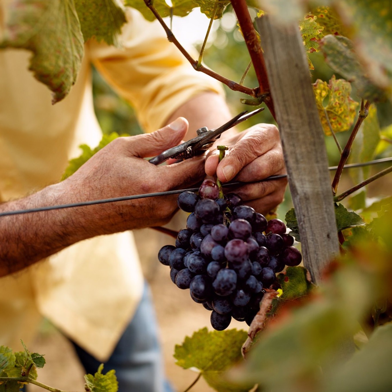 118995724_3533115290067005_7007878716221240349_n