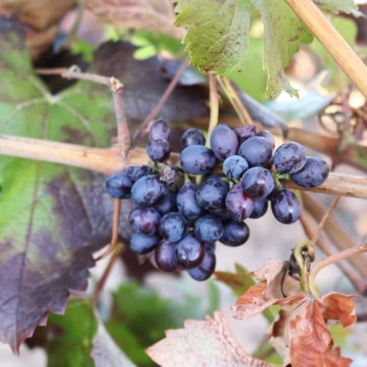 252652488_4512379585520970_9029084548172346356_n