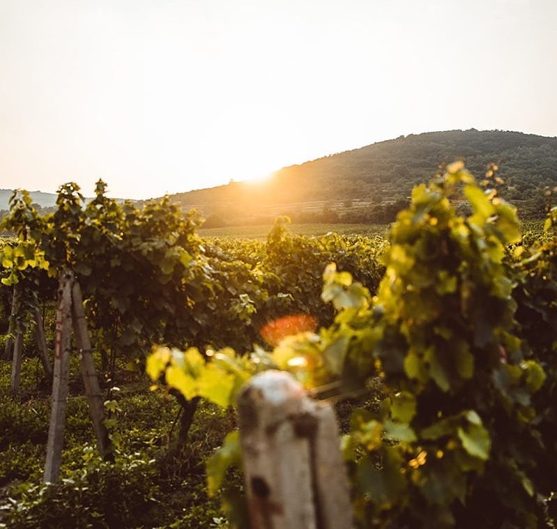 310081371_192761483221619_1023148622775983120_n