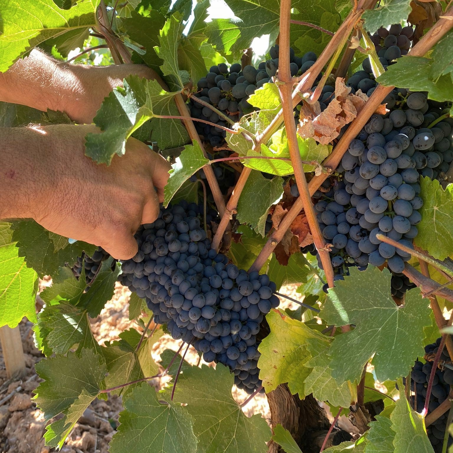 311447271_528676545928045_3761176711950981895_n