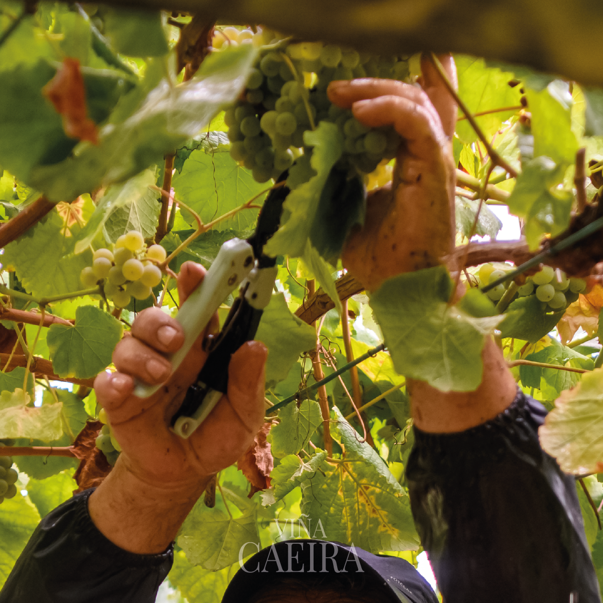 326978768_1350184519169611_2359365050936526321_n