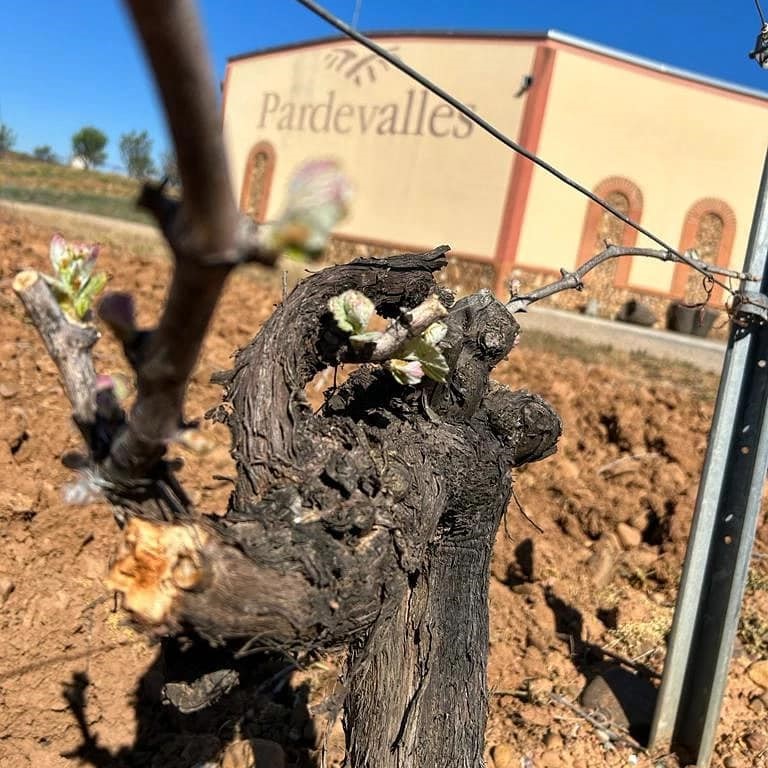 343428976_972002934008236_2133319336920042808_n