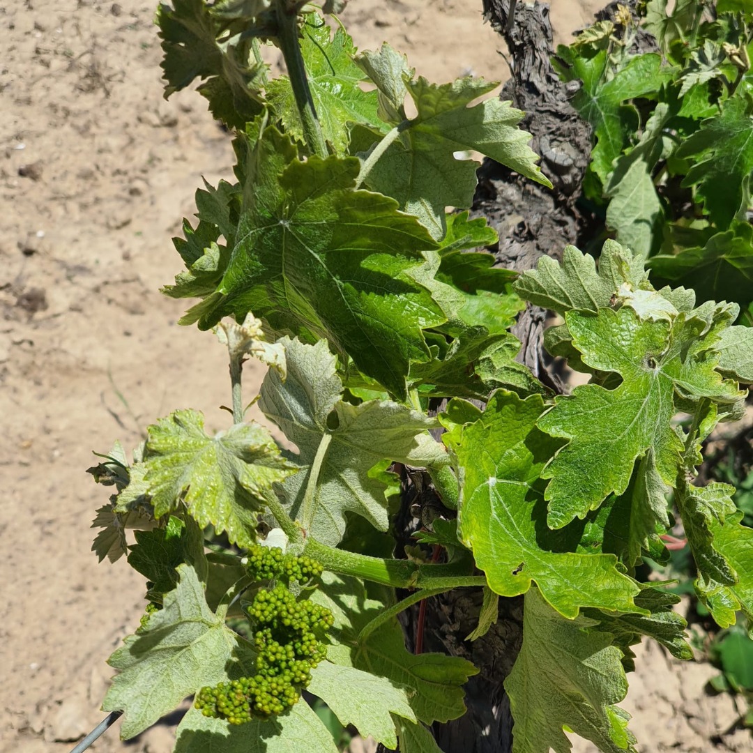 448145905_958541512948090_1236505023486531269_n