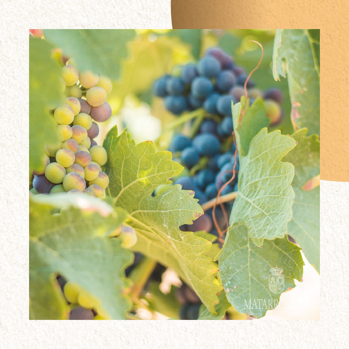 458281107_931414665690912_8451675875829063462_n